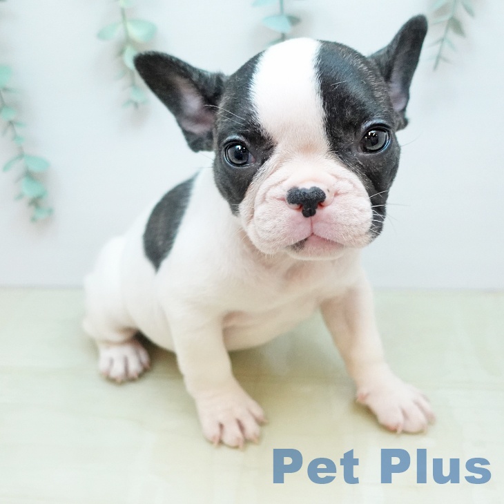 フレンチ・ブルドッグの写真2