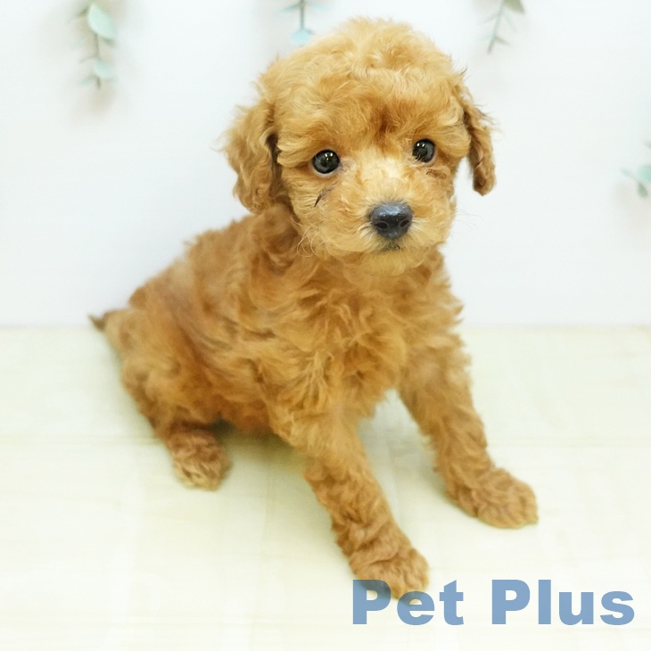 トイ・プードルの写真2