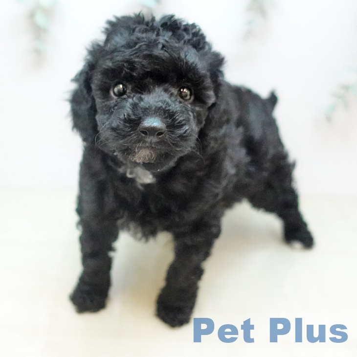 トイ・プードル