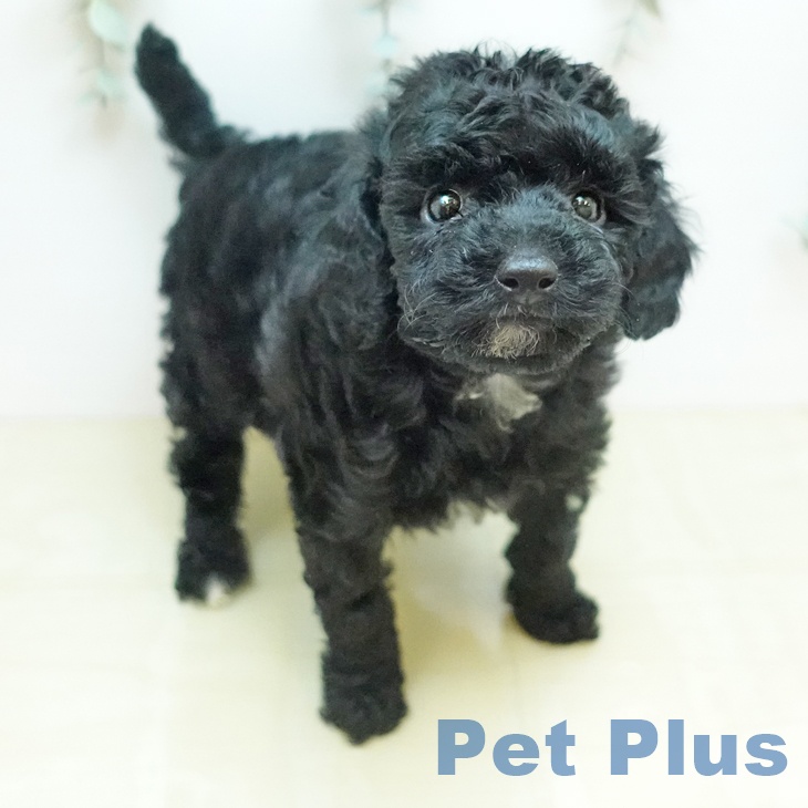 トイ・プードルの写真2