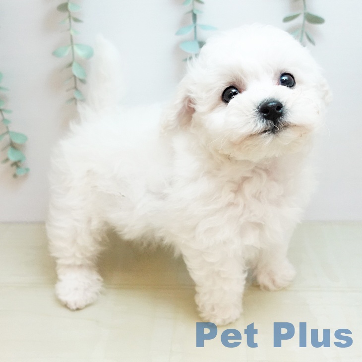 ビション・フリーゼ