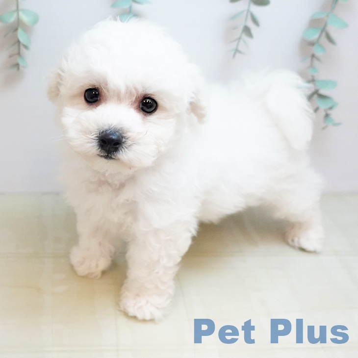 ビション・フリーゼの写真2