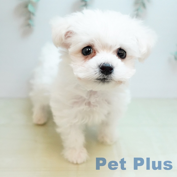 ビション・フリーゼ