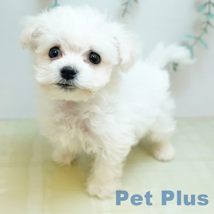 ビション・フリーゼの写真2