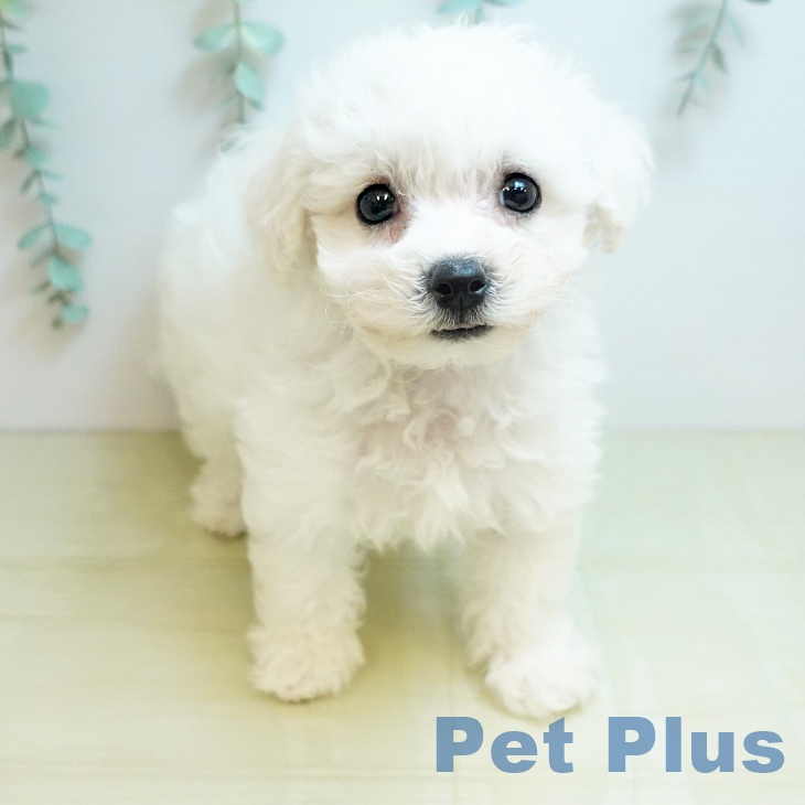 ビション・フリーゼ