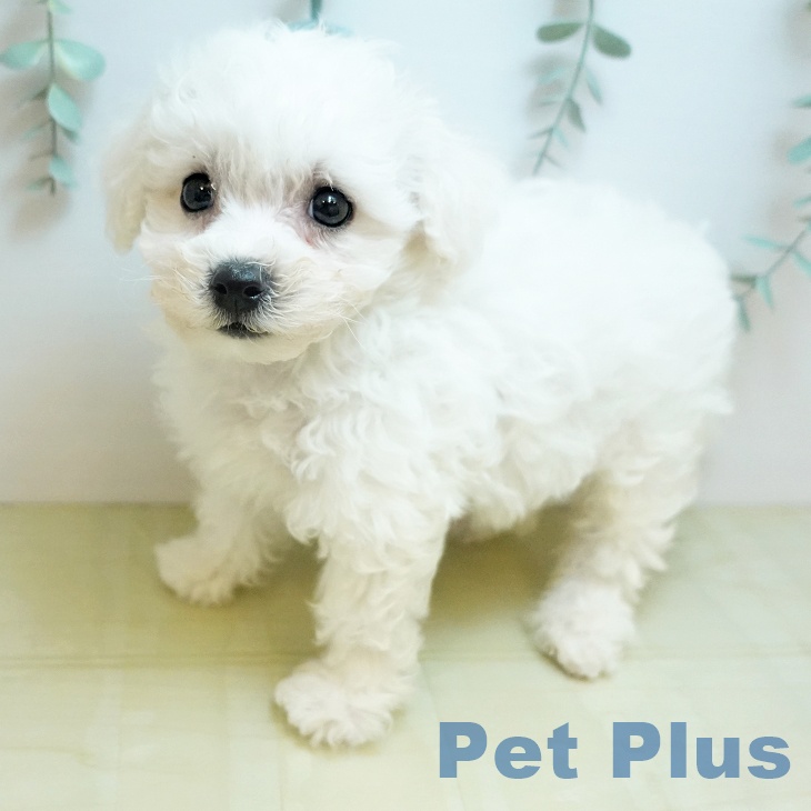 ビション・フリーゼの写真2