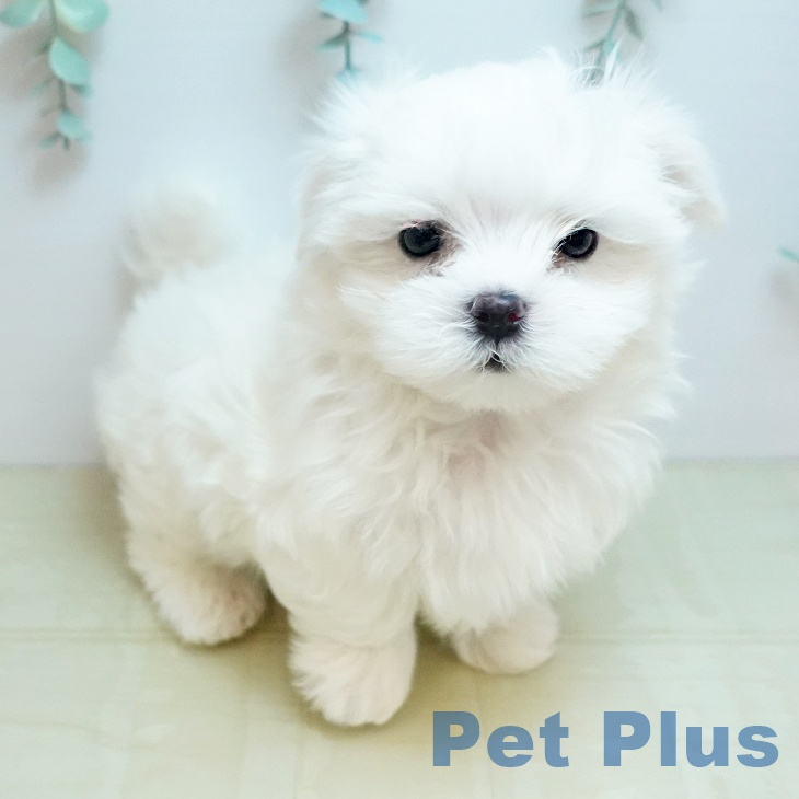 マルチーズの写真2