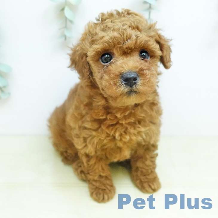 トイ・プードル