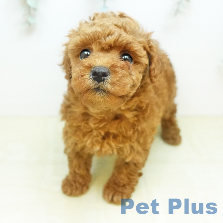 トイ・プードル