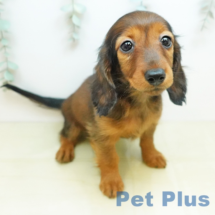 カニーンヘン・ダックスフンド