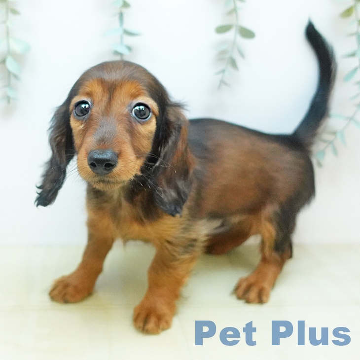 カニーンヘン・ダックスフンドの写真2