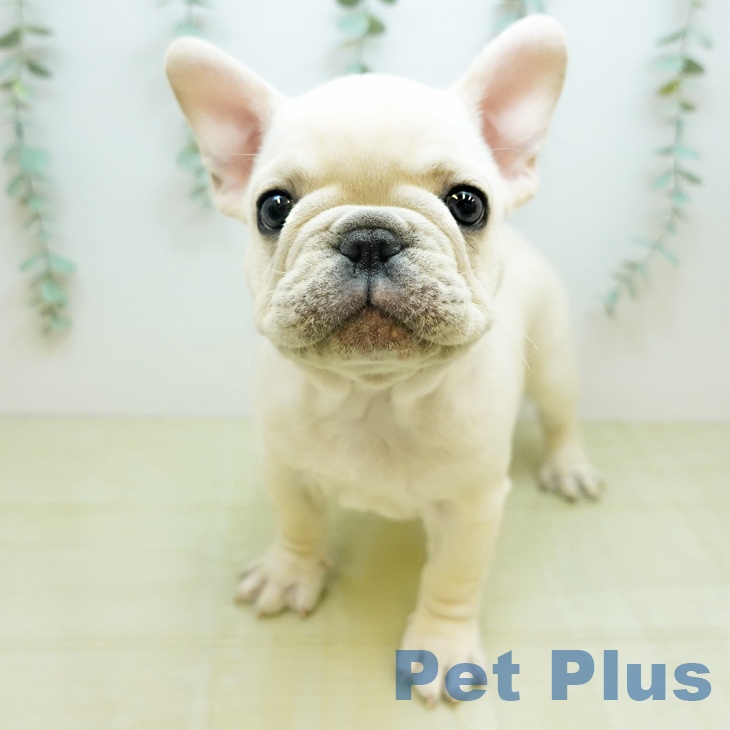 フレンチ・ブルドッグ