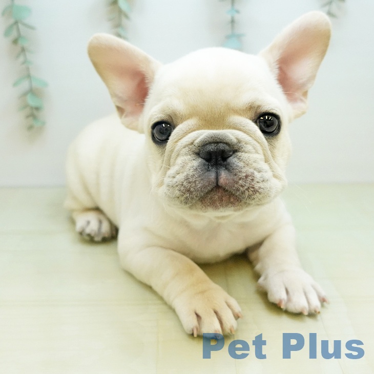 フレンチ・ブルドッグ