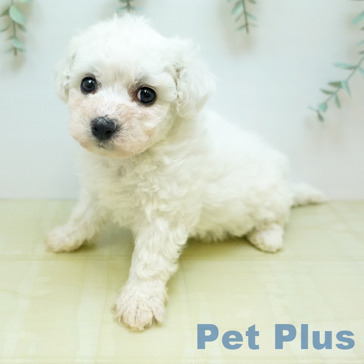 ビション・フリーゼ