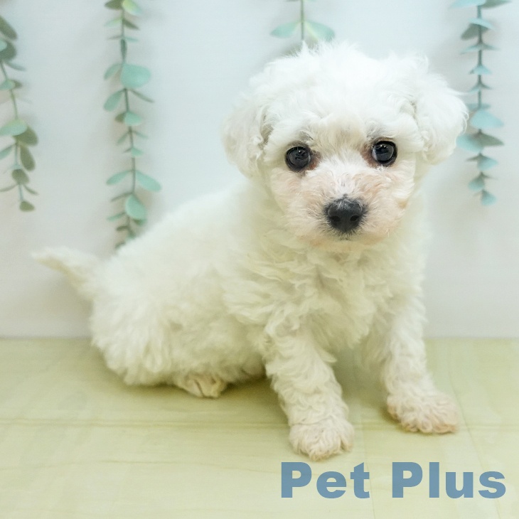 ビション・フリーゼの写真2