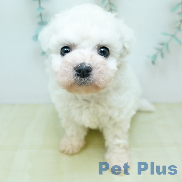 ビション・フリーゼ