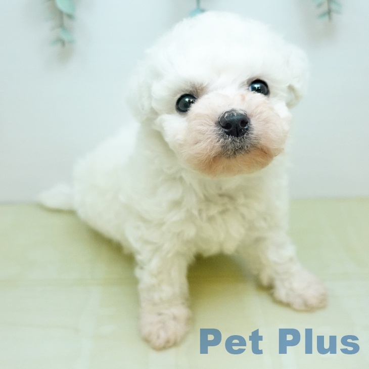 ビション・フリーゼの写真2