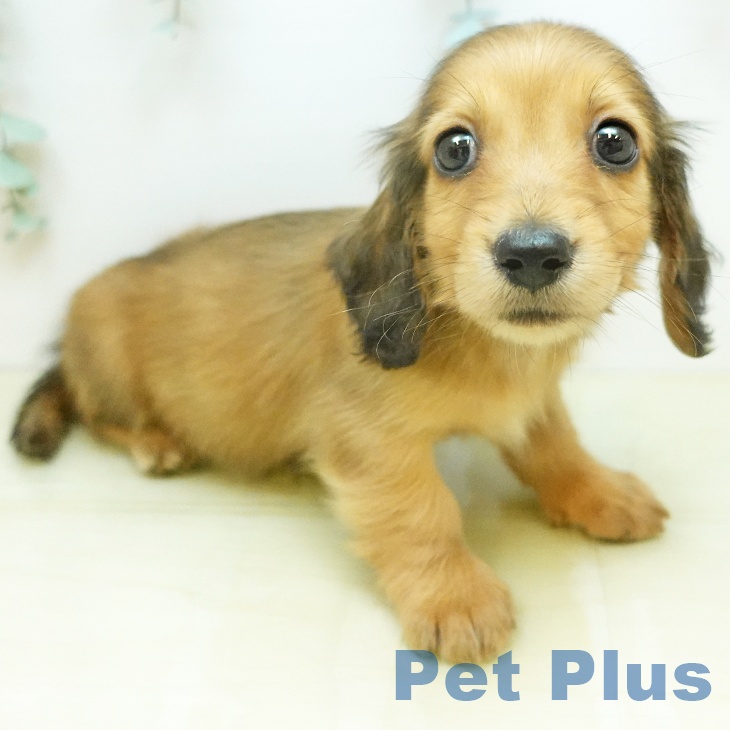 ミニチュア・ダックスフンド