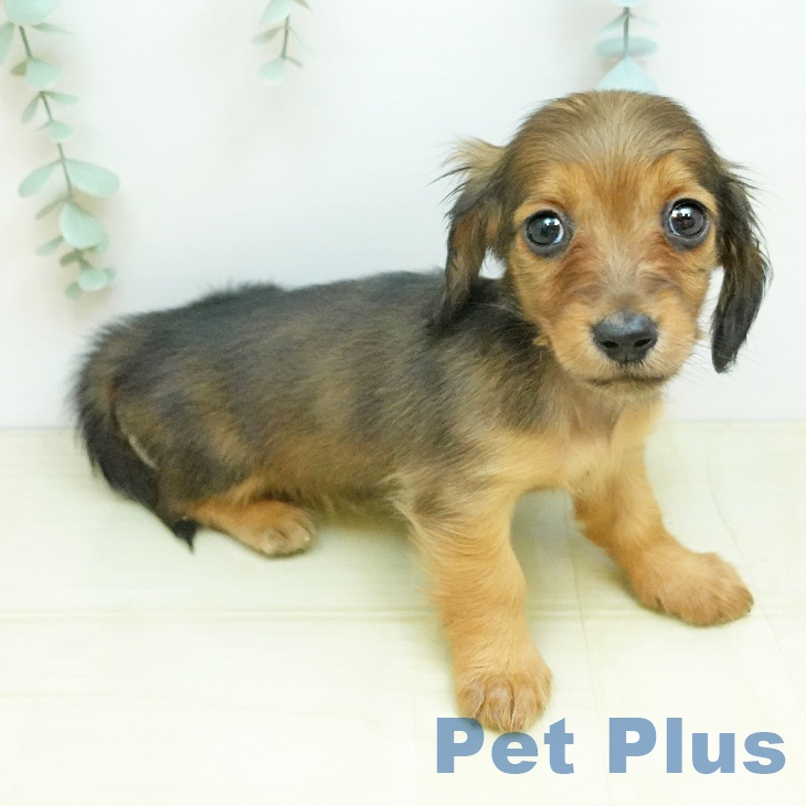 ミニチュア・ダックスフンド