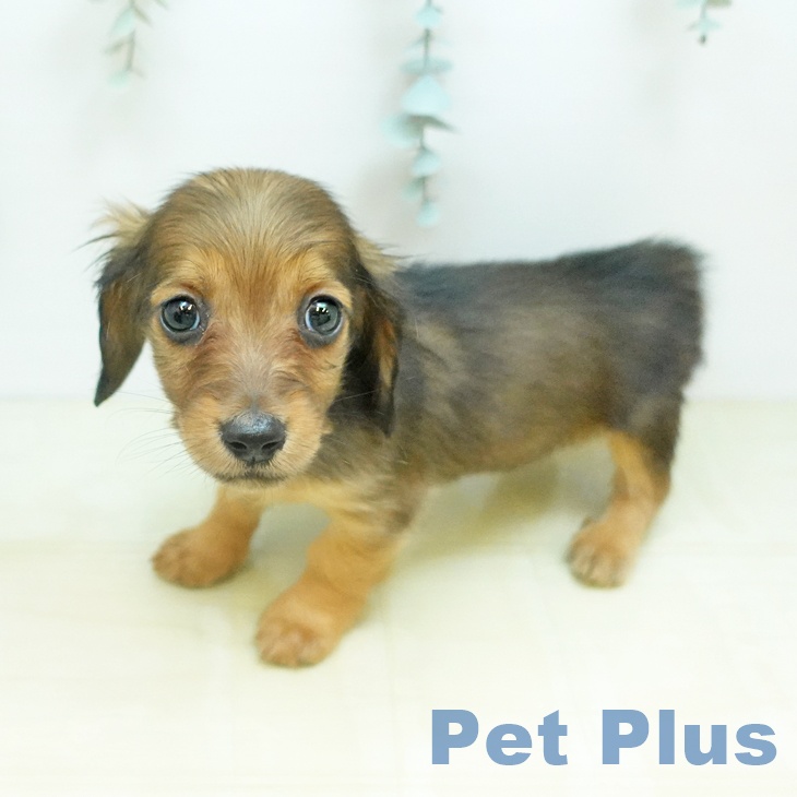 ミニチュア・ダックスフンドの写真2