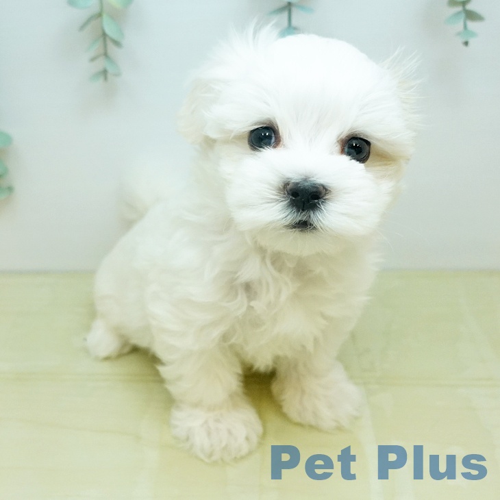 マルチーズの写真2