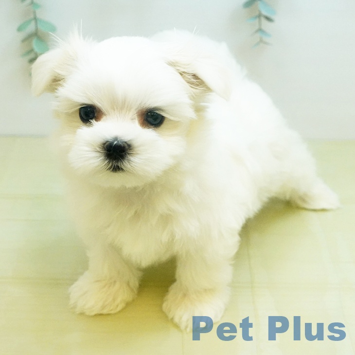 マルチーズの写真2