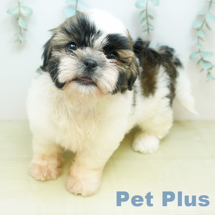 シー・ズーの写真2