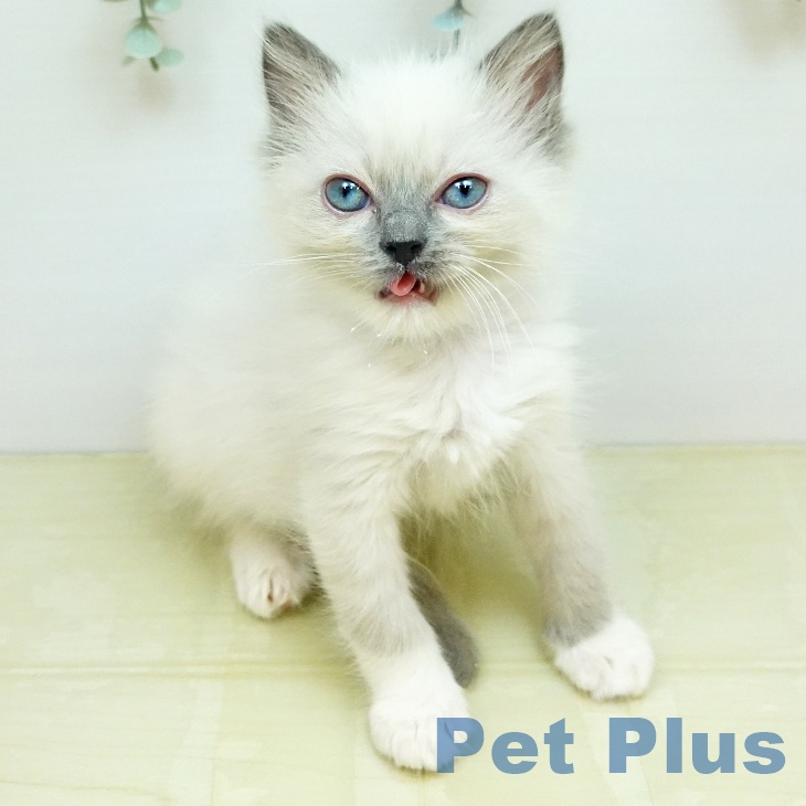 ラグドールの写真2