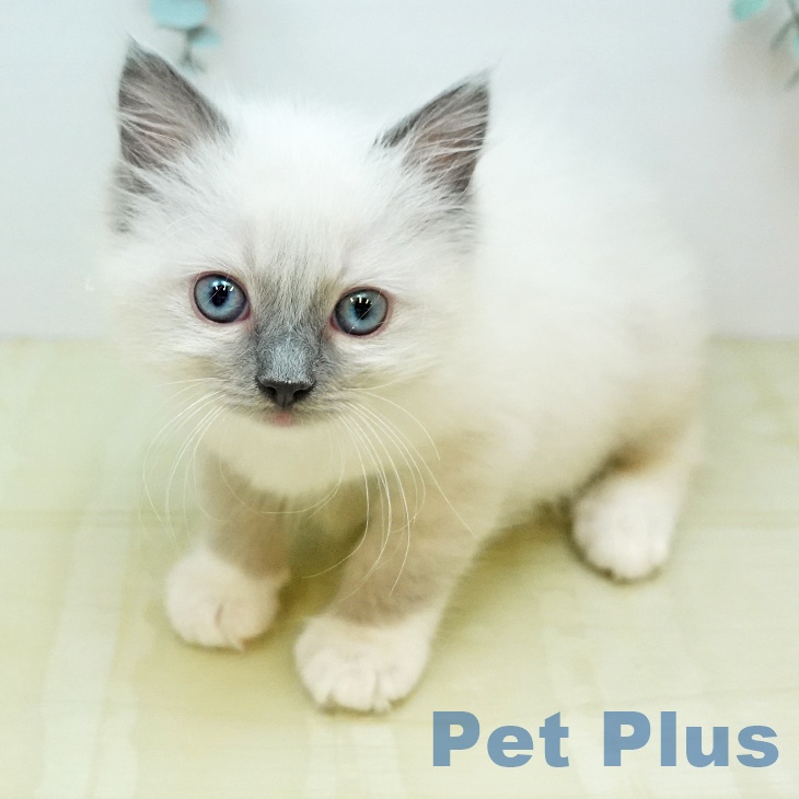 ラグドールの写真2