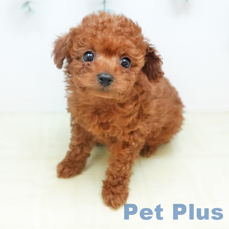 トイ・プードル