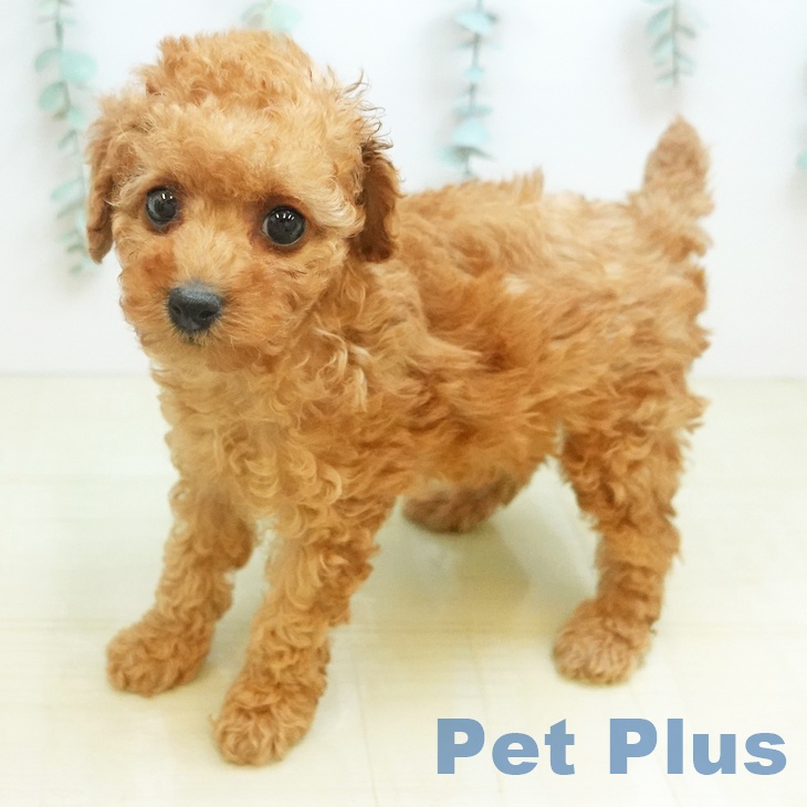 トイ・プードル