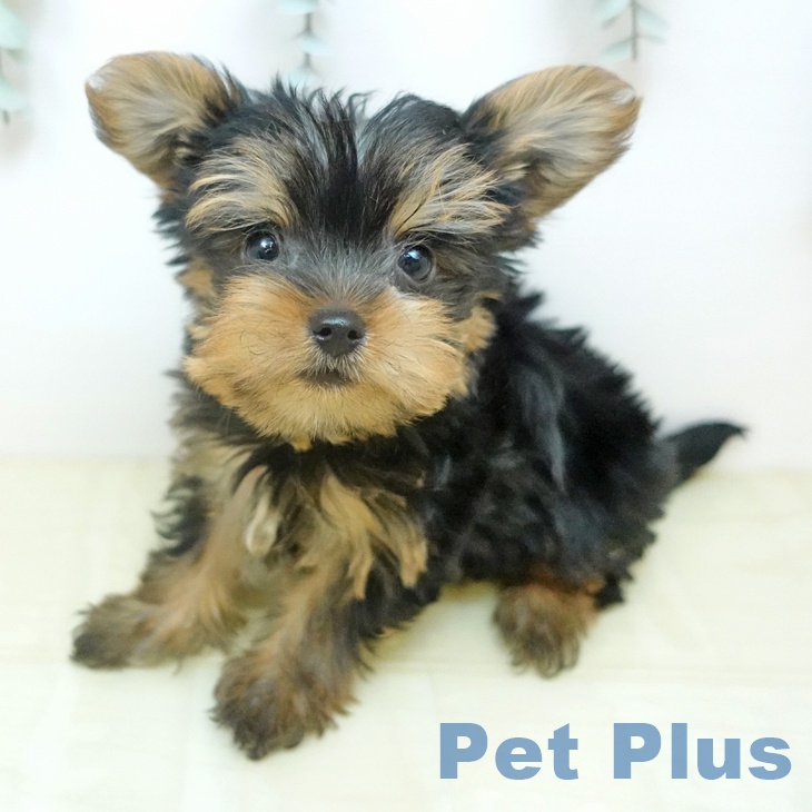 ヨークシャー・テリア