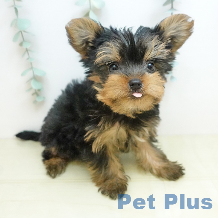 ヨークシャー・テリアの写真2