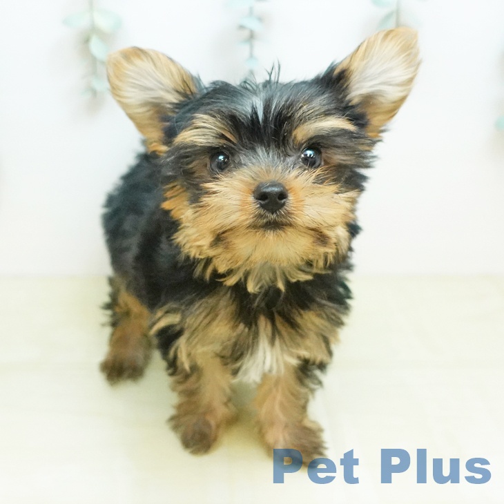 ヨークシャー・テリア