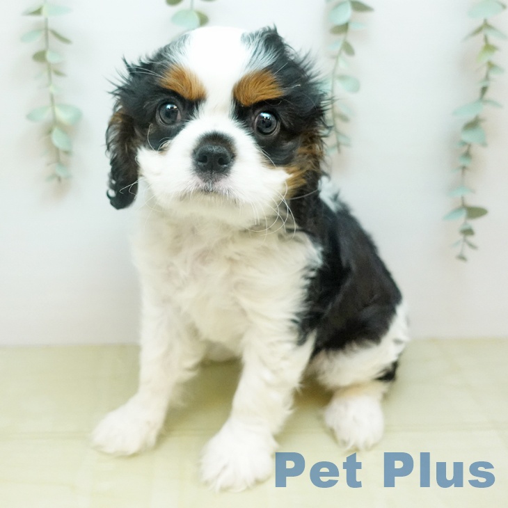 キャバリア・キングチャールズ・スパニエル