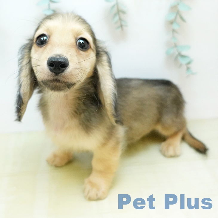 ミニチュア・ダックスフンド