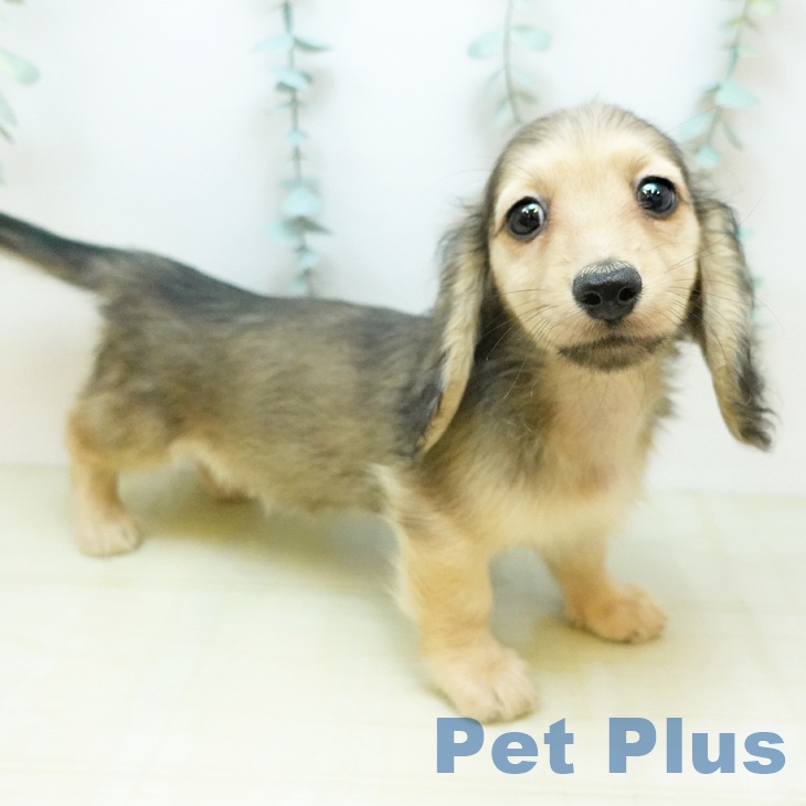 ミニチュア・ダックスフンドの写真2