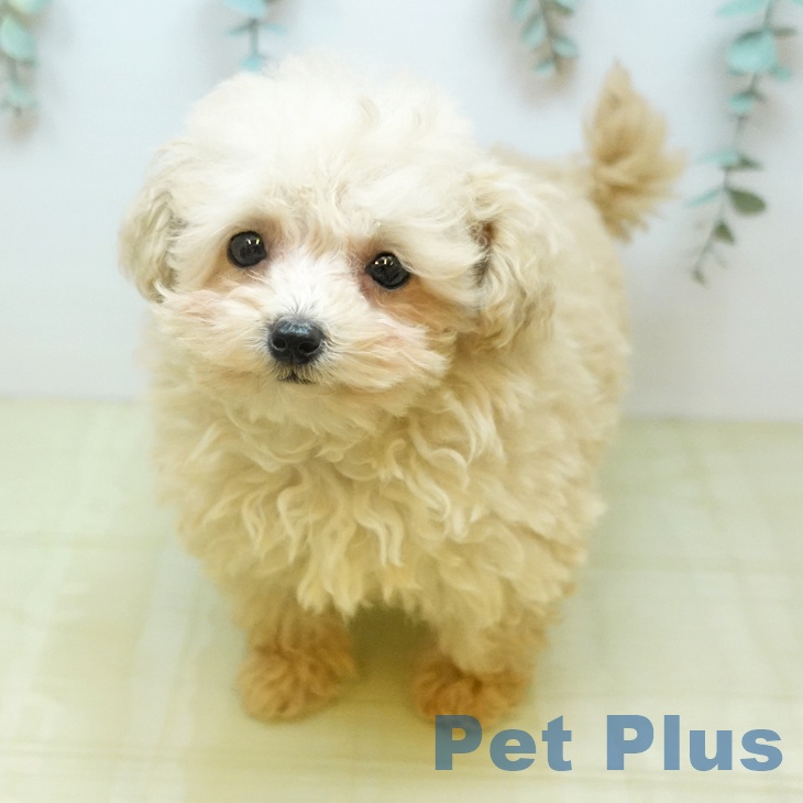 トイ・プードル