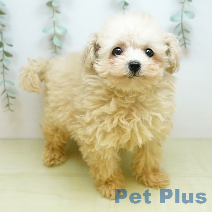 トイ・プードルの写真2