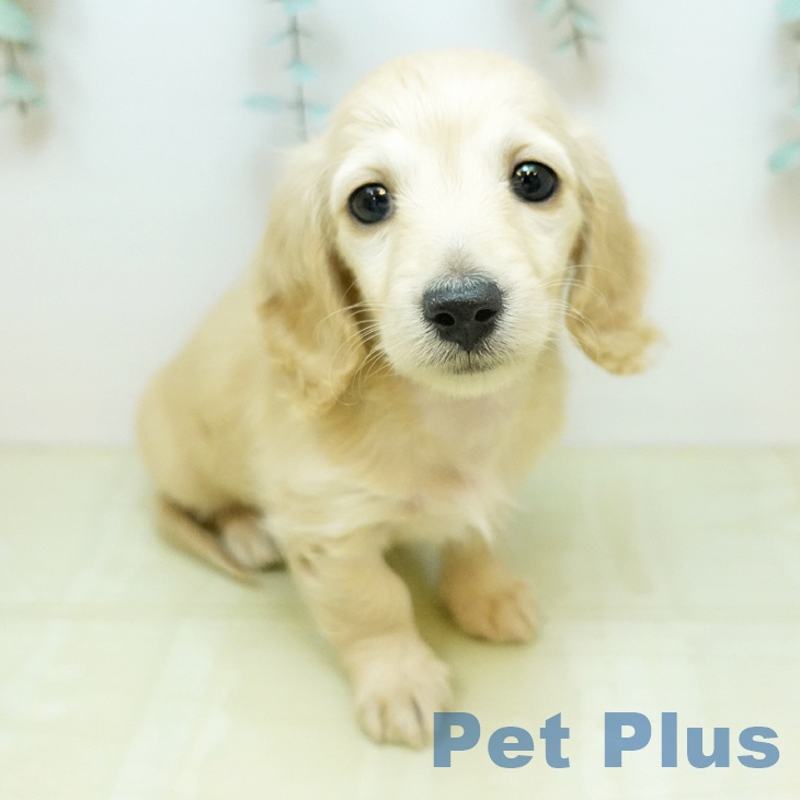 ミニチュア・ダックスフンド