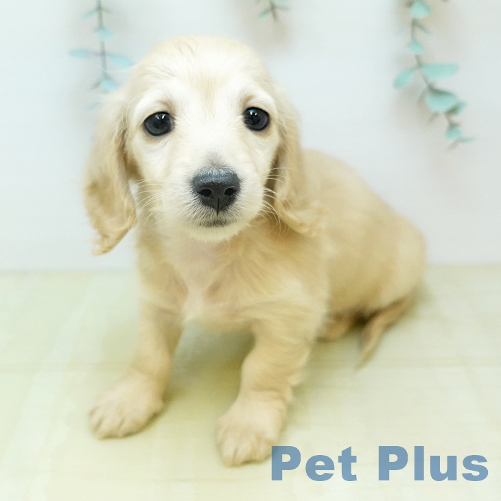 ミニチュア・ダックスフンド