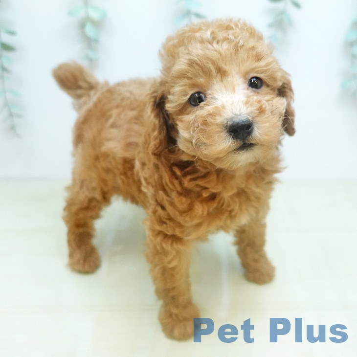 トイ・プードル