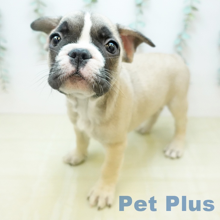 フレンチ・ブルドッグ