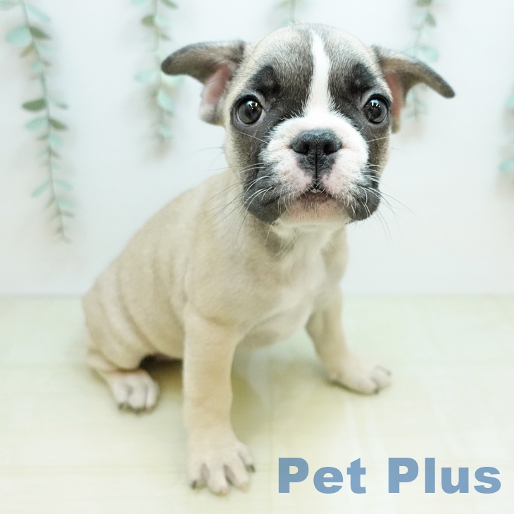 フレンチ・ブルドッグ