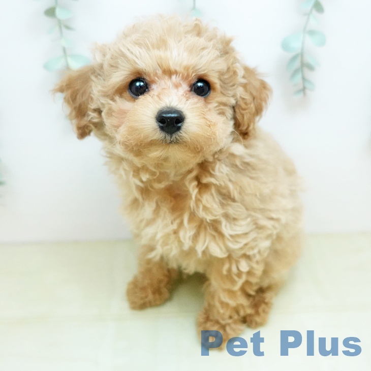 トイ・プードル