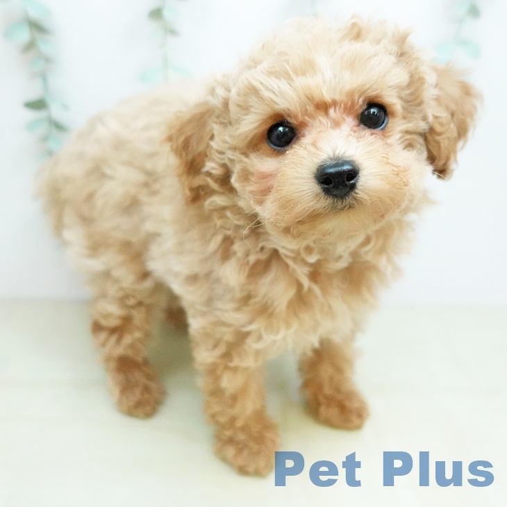 トイ・プードル