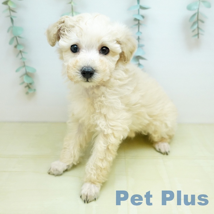 トイ・プードル