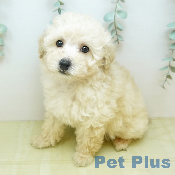 トイ・プードル