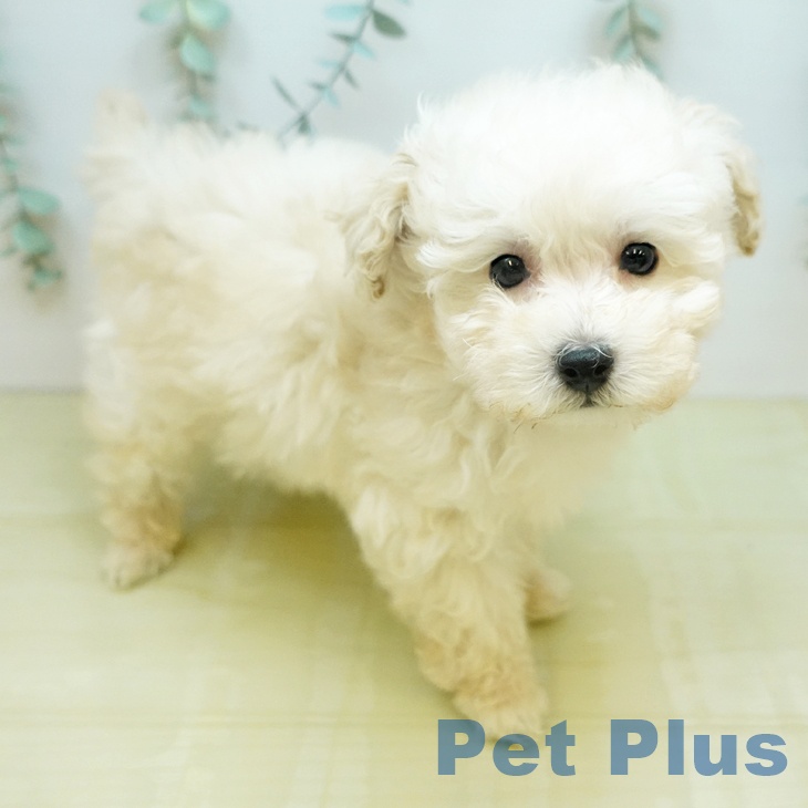 トイ・プードル