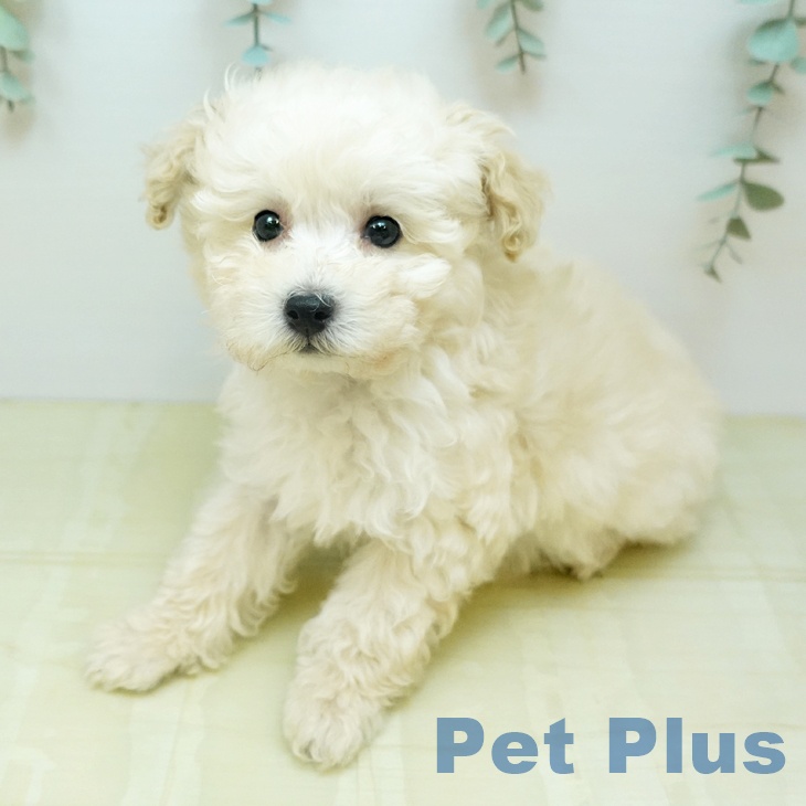 トイ・プードルの写真2